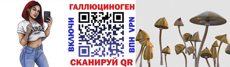 Купить  Волхов  Псилоцибиновые грибы Psilocybe 
